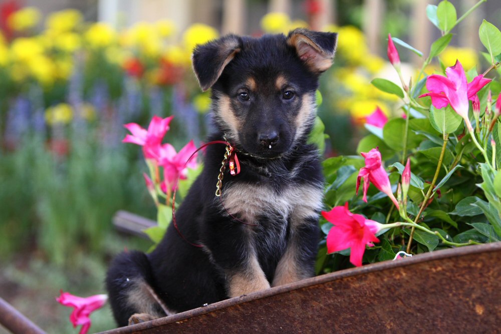 small dog in garden