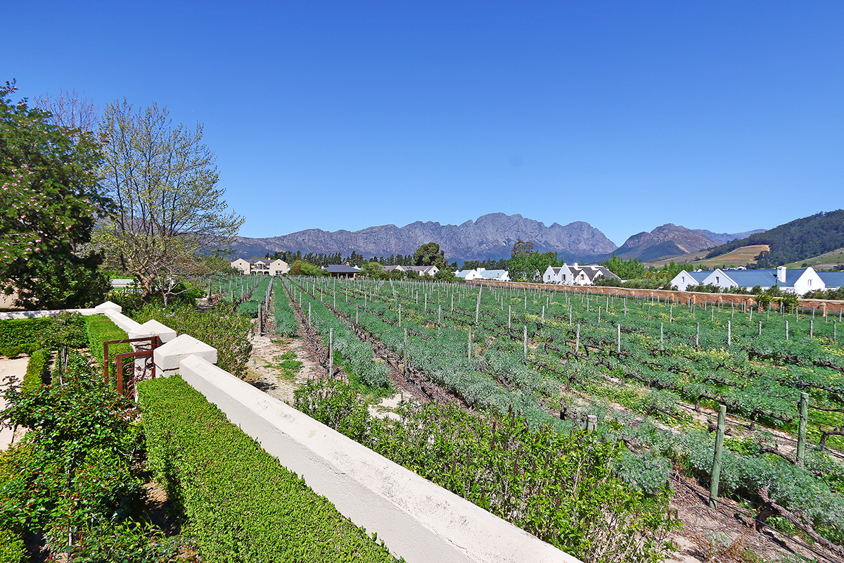 A wine lover's dream vineyards and wine cellars Fine & Country
