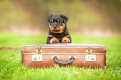 Pet peace: Guide to moving with pets